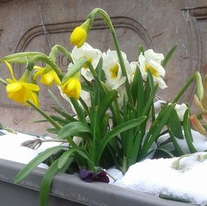 Meet your Posher, Isabelle